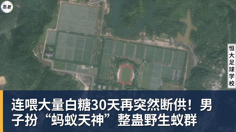 连喂大量白糖30天再突然断供！男子扮“蚂蚁天神”整蛊野生蚁群